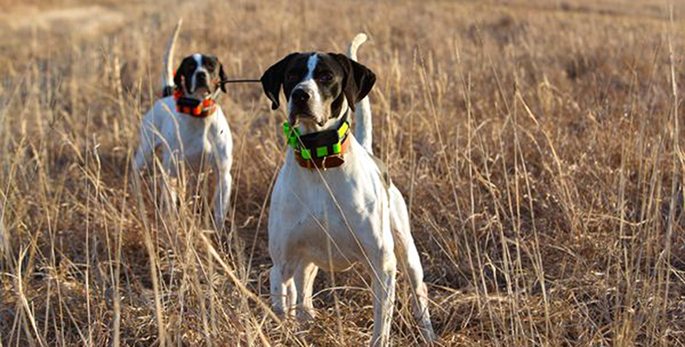 Niech każde polowanie będzie sukcesem