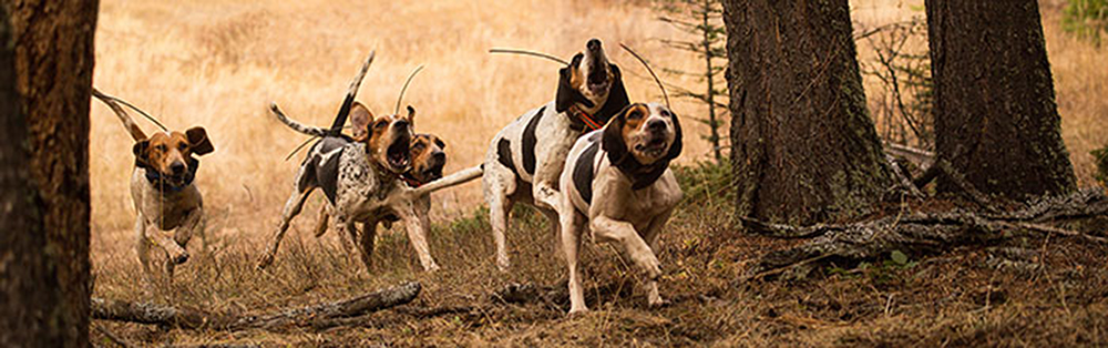 Podążaj za każdym krokiem psa