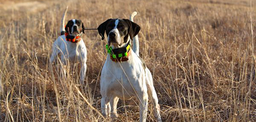 Niech każde polowanie będzie sukcesem
