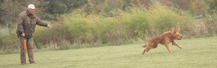 Cechy Garmin Pro 550 Bundle z obrożą [010-01202-01]