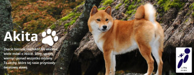 Fotelik samochodowy BabySafe Akita