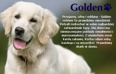 BabySafe Golden 0-36 kg cechy