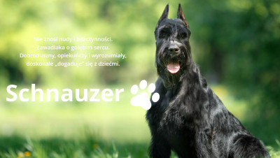 Funkcja BabySafe Schnauzer 0-18 kg